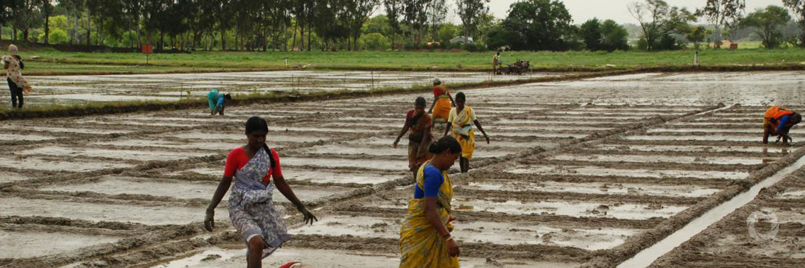 Irrigating poor rainfed lands in India’s West Bengal