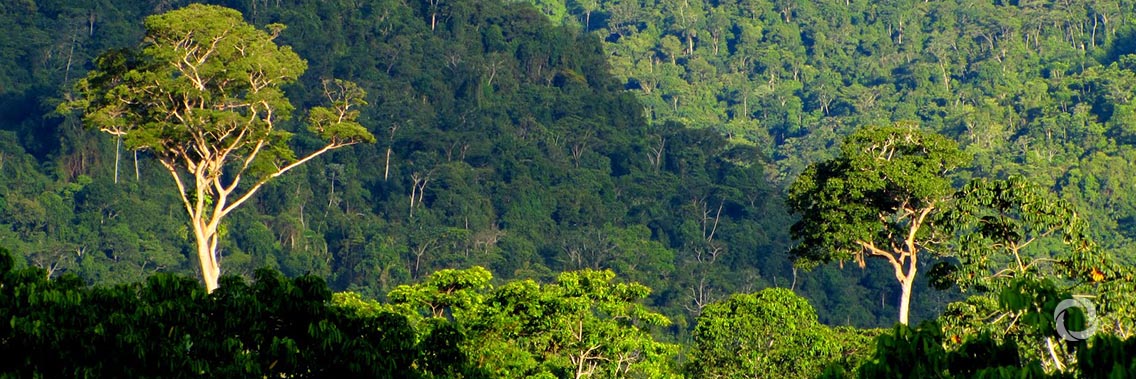 Brazil receives US$ 96 million for having reduced its deforestation Brazil receives US$ 96 million for having reduced its deforestation