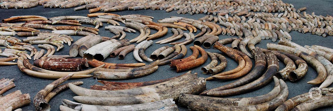Joining forces to halt poaching and trafficking across Africa and Asia Joining forces to halt poaching and trafficking across Africa and Asia