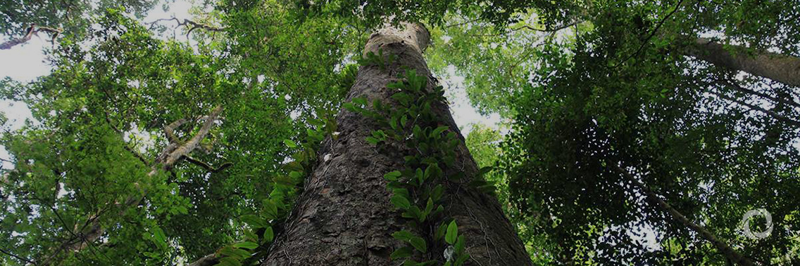 Sida, FAO and ECOWAS join forces to protect West Africa’s forests Sida, FAO and ECOWAS join forces to protect West Africa’s forests