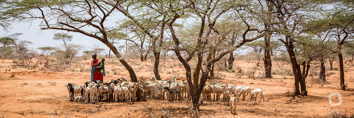 Boosting pastoralists’ resilience, key to achieving peace in the Sahel Boosting pastoralists’ resilience, key to achieving peace in the Sahel