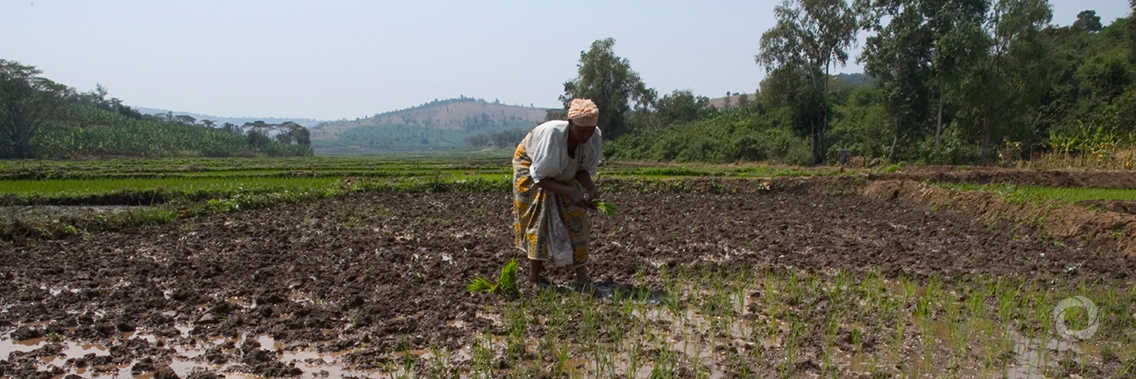 Reducing food loss in a changing climate