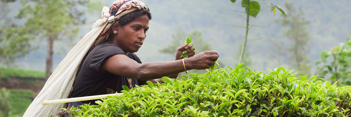 World Bank supports climate resilient agriculture and infrastructure services in Sri Lanka