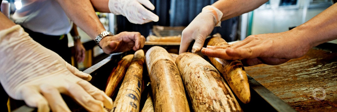 UK government supports global action to fight illegal wildlife trade UK government supports global action to fight illegal wildlife trade