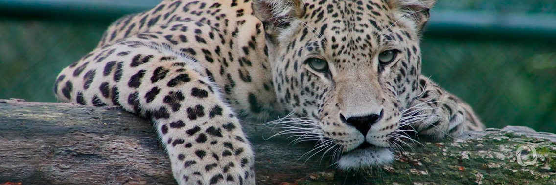 Nature’s dangerous decline ‘unprecedented’ species extinction rates ‘accelerating’ Nature’s dangerous decline ‘unprecedented’ species extinction rates ‘accelerating’