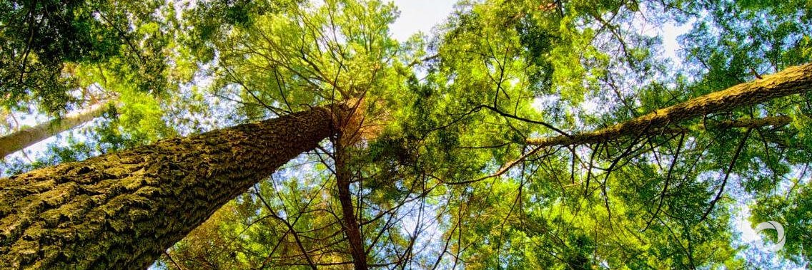 Ensuring the ‘lungs of the planet’ keep us alive: 5 things to know about forests and the UN Ensuring the ‘lungs of the planet’ keep us alive: 5 things to know about forests and the UN