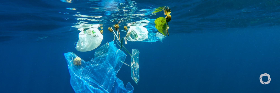Contamination of European seas continues despite some positive progress Contamination of European seas continues despite some positive progress