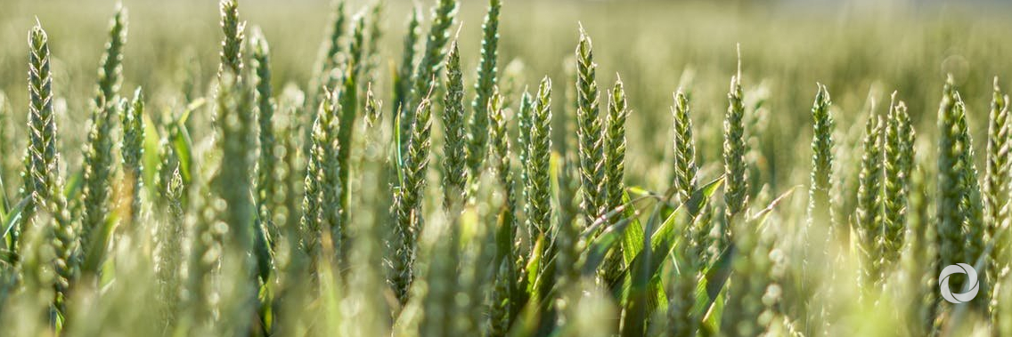 UK aid investing in smart crops UK aid investing in smart crops