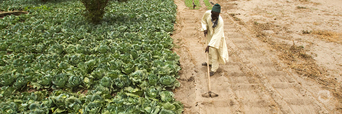 Kenya: EUR 50 million scheme to transform long-term investment in African agriculture Kenya: EUR 50 million scheme to transform long-term investment in African agriculture