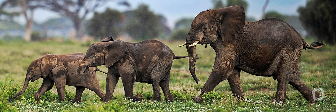 Wildlife Economy Summit to launch African-led vision for conservation Wildlife Economy Summit to launch African-led vision for conservation