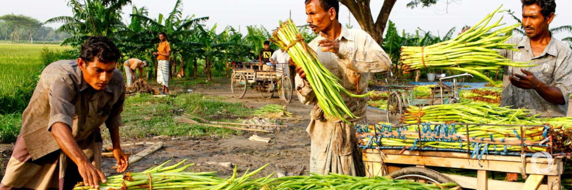 Opportunities, challenges and limitations of climate-smart agriculture in Egypt Opportunities, challenges and limitations of climate-smart agriculture in Egypt