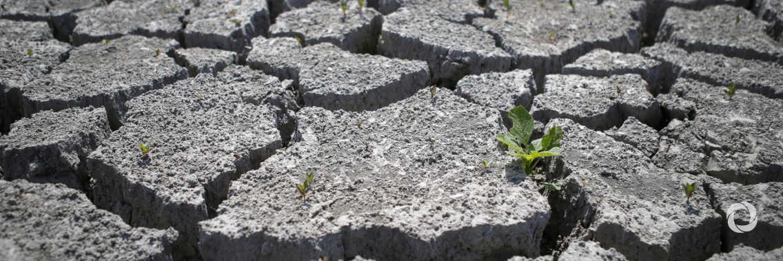 24 billion tons of fertile land lost every year, warns UN chief on World Day to Combat Desertification