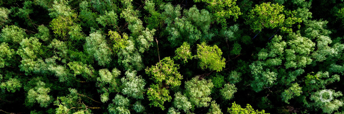 Leading global organizations join forces to elevate the business call to protect and restore nature