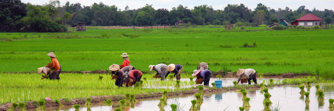 UN chief stresses importance of investing in smallholder farmers during upcoming visit to Lao PDR and Cambodia UN chief stresses importance of investing in smallholder farmers during upcoming visit to Lao PDR and Cambodia