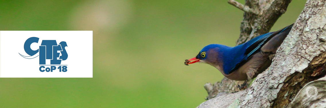 Convention on International Trade in Endangered Species – CITES COP 18