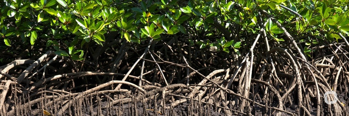 Mangrove conservation more valuable than ever thanks to carbon trading