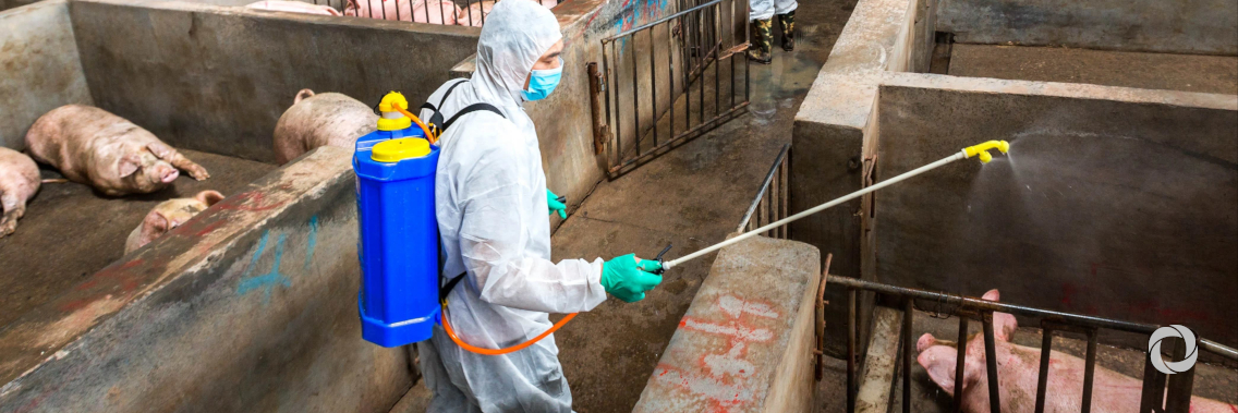 Livelihoods of millions in East and Southeast Asia at risk from Swine Fever epidemic Livelihoods of millions in East and Southeast Asia at risk from Swine Fever epidemic