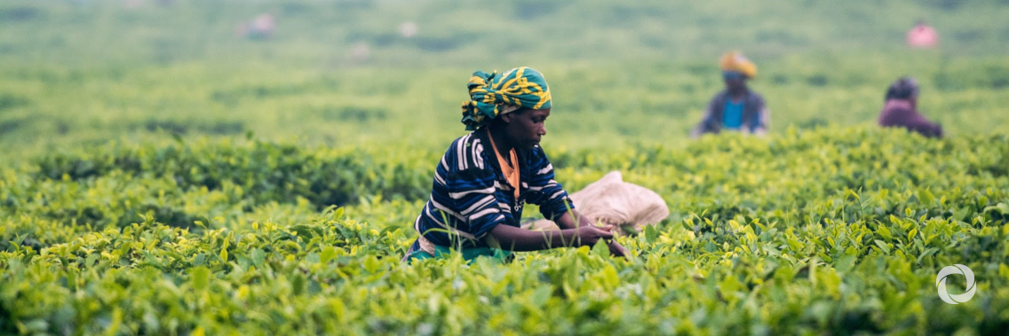 New rural finance project to help boost rural enterprise sector in Mozambique New rural finance project to help boost rural enterprise sector in Mozambique
