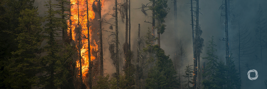 Amazon fires: what is happening and is there anything we can do? Amazon fires: what is happening and is there anything we can do?