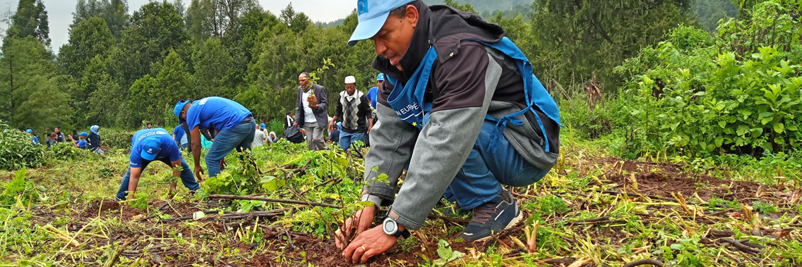 Ethiopia breaks world tree-planting record with EU's helping hands