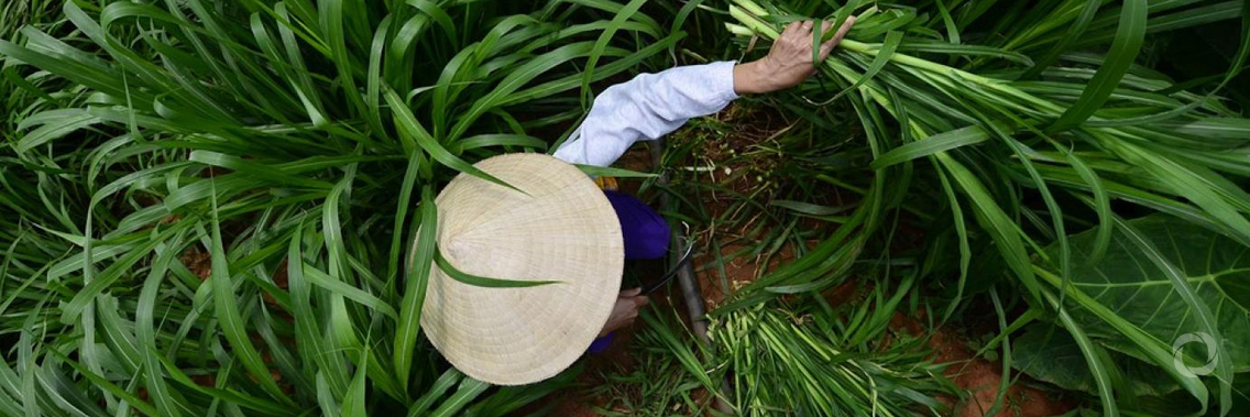 Radical transformation of land use necessary to combat climate crisis Radical transformation of land use necessary to combat climate crisis