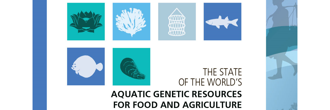 FAO highlights the great potential of genetic improvements in aquaculture for better food security FAO highlights the great potential of genetic improvements in aquaculture for better food security