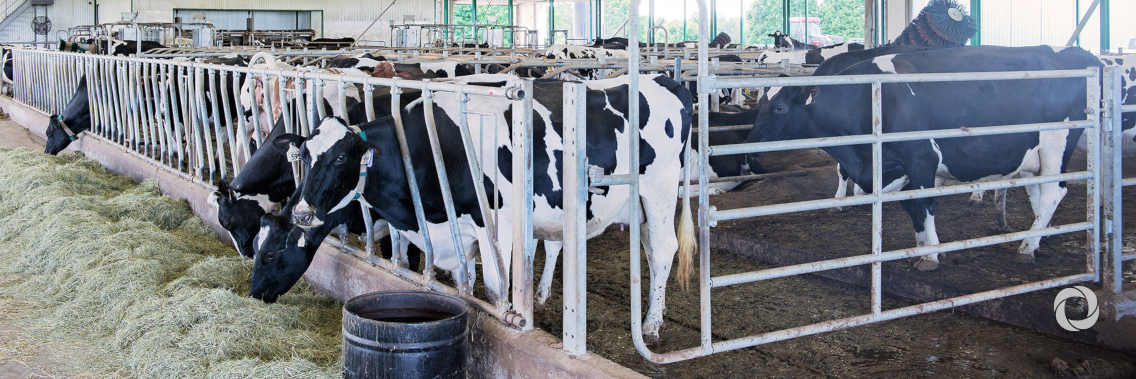 Lebanon and IFAD partner to boost smallholder dairy production Lebanon and IFAD partner to boost smallholder dairy production