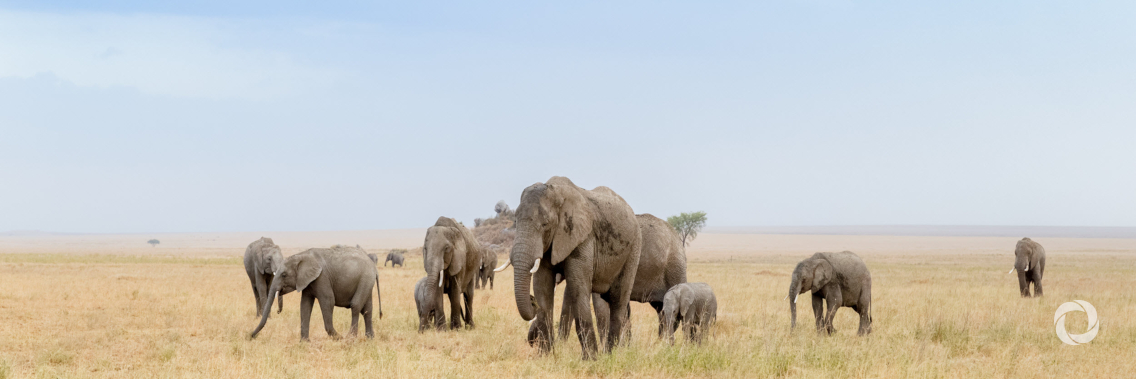 Wildlife demand in Asia under the spotlight at International Wildlife Trade Conference Wildlife demand in Asia under the spotlight at International Wildlife Trade Conference