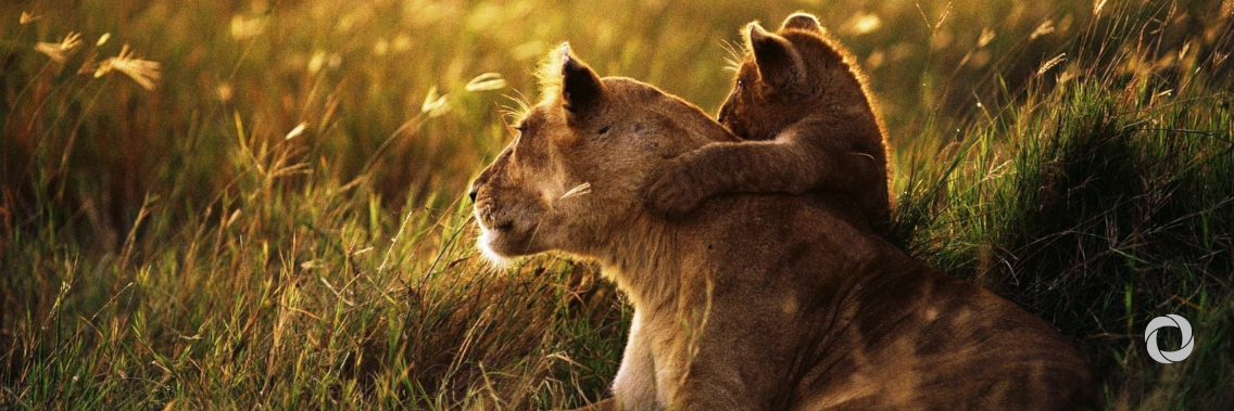 ‘Extinction crisis’ pushes countries to agree stronger protection for global wildlife