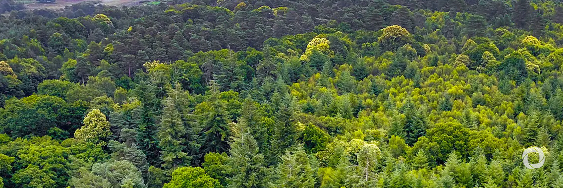 UK Prime Minister announces ambitious package of support to protect and restore the world's forests UK Prime Minister announces ambitious package of support to protect and restore the world's forests