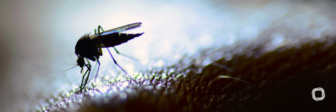 U.S. grant helps optimize nuclear technique to reduce disease-transmitting mosquito populations U.S. grant helps optimize nuclear technique to reduce disease-transmitting mosquito populations