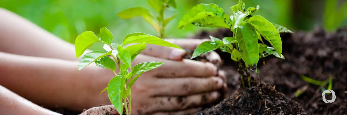 KfW supports the planting of one billion trees in Pakistan KfW supports the planting of one billion trees in Pakistan
