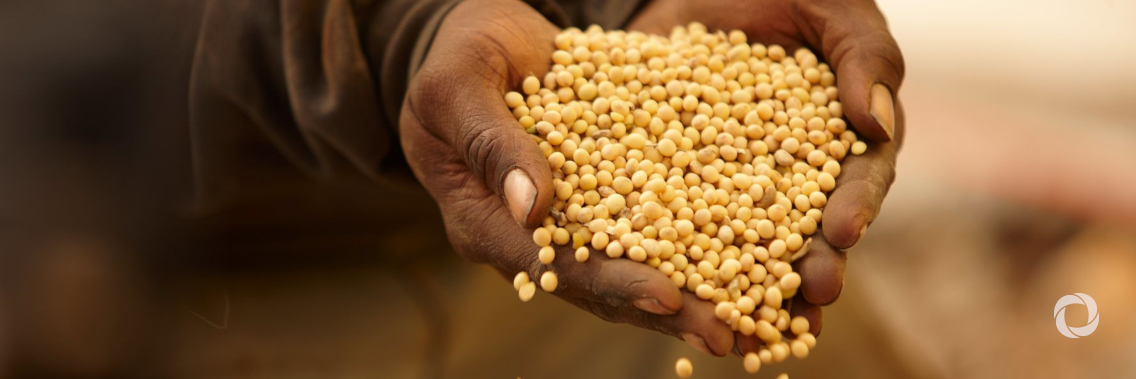 FAO and IOM support cyclone-affected families in Mozambique through seed distribution FAO and IOM support cyclone-affected families in Mozambique through seed distribution