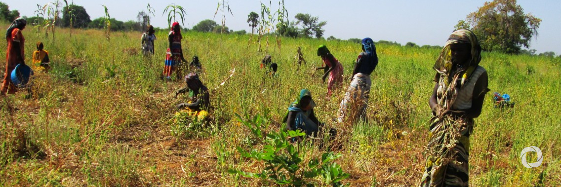 New project launched to help Chadian farmers adapt to climate change and boost the agriculture sector