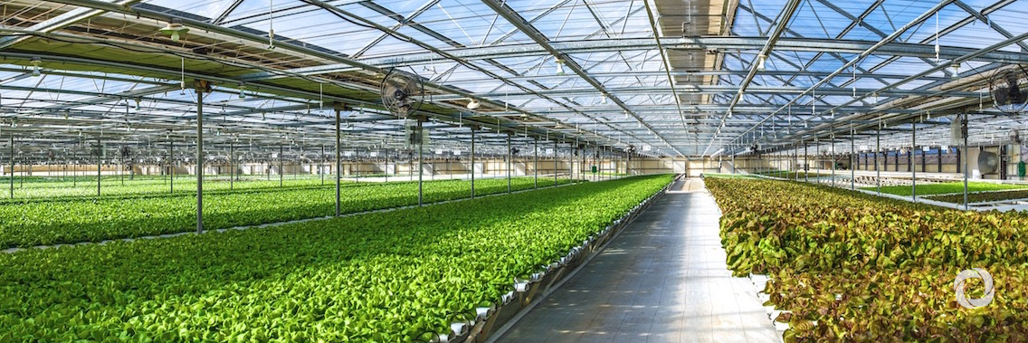 FAO chief highlights the key role of Green Agriculture for sustainable development