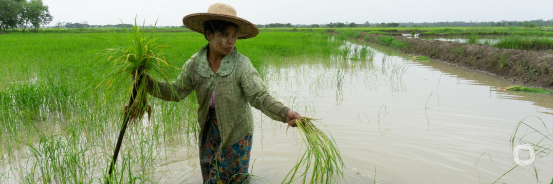 IFAD and partners invest US$ 30 million in Samoa to make small-scale farming and fishing more profitable and climate-proof IFAD and partners invest US$ 30 million in Samoa to make small-scale farming and fishing more profitable and climate-proof