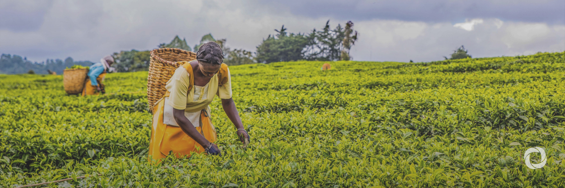 FAO and the Netherland's FMO partner to improve agriculture financing in developing countries