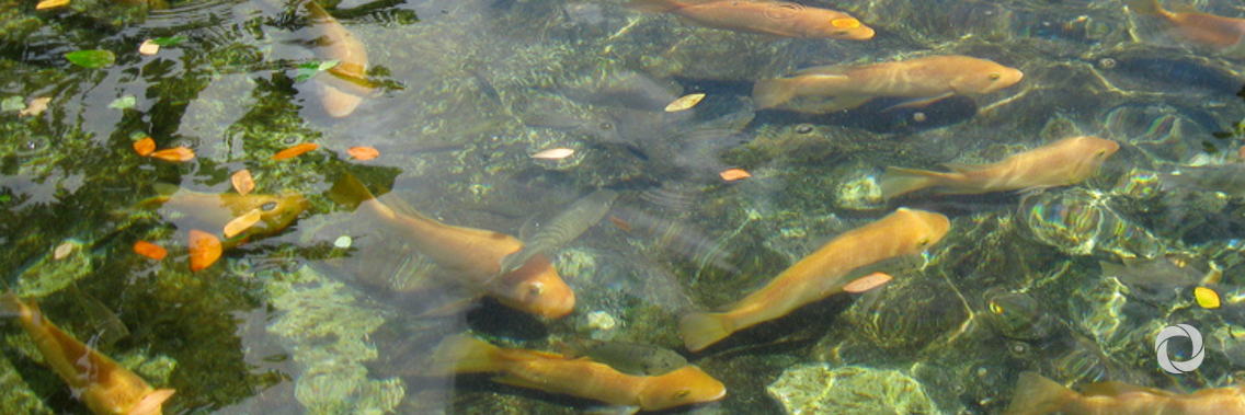 The United States supports the world's first fish farm in a refugee camp The United States supports the world's first fish farm in a refugee camp