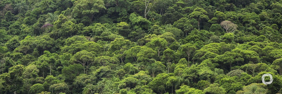 FAO and GEF team up in new project to make forest data more transparent, accessible and available FAO and GEF team up in new project to make forest data more transparent, accessible and available