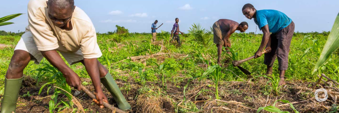 Rural finance in Sierra Leone strengthened by IFAD projects
