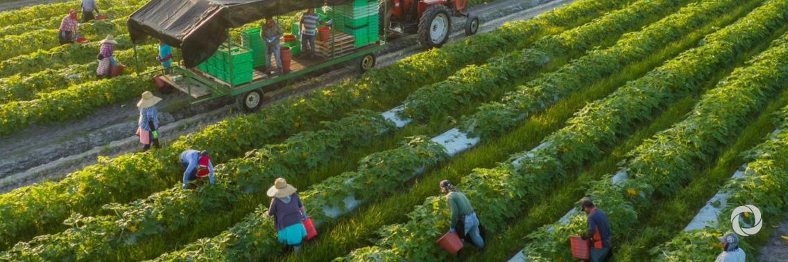 UN agency sounds alarm: Dwindling agrobiodiversity ‘severe threat’ to food security UN agency sounds alarm: Dwindling agrobiodiversity ‘severe threat’ to food security