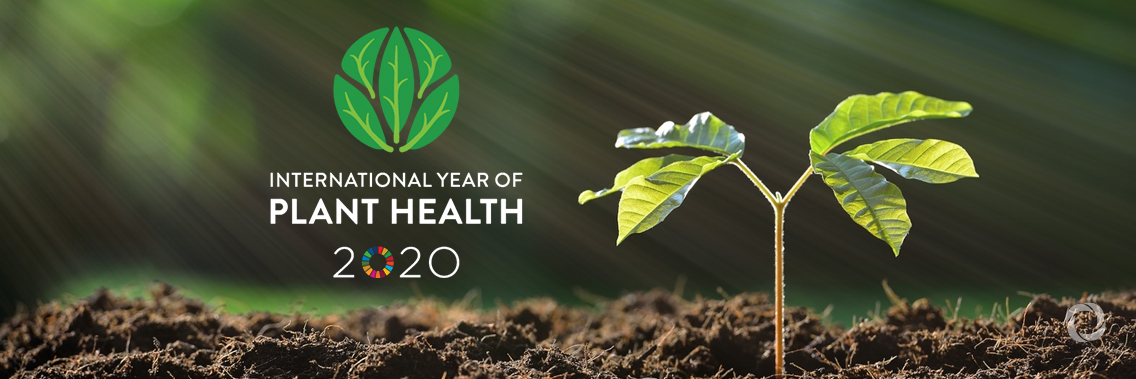 FAO launches 2020 as the UN’s International Year of Plant Health FAO launches 2020 as the UN’s International Year of Plant Health