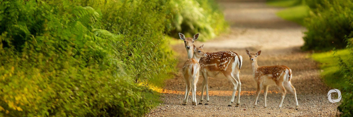 Protecting landscapes Protecting landscapes