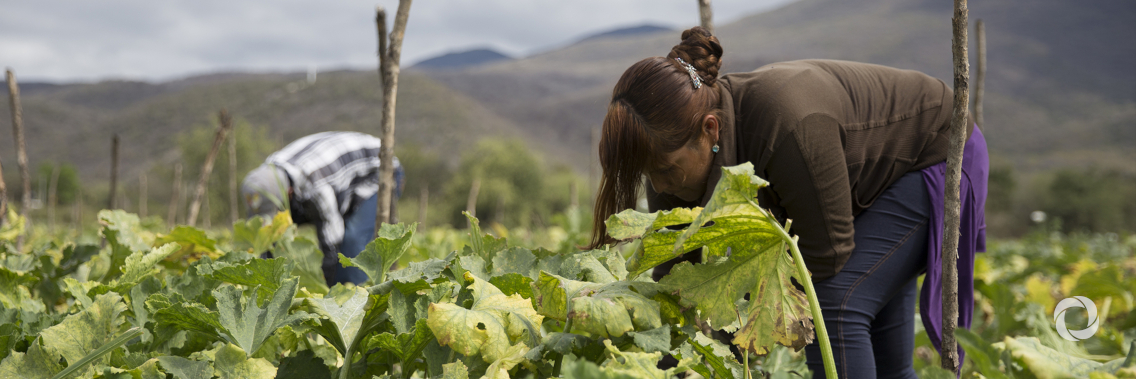 Mexico invests in agricultural, inclusive and sustainable development with IDB support