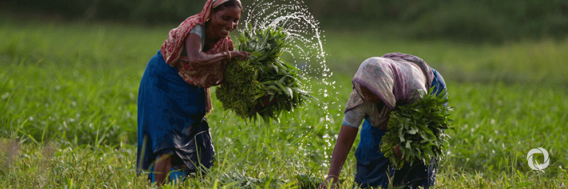 New microenterprise project to make farming profitable for half a million Bangladeshi families New microenterprise project to make farming profitable for half a million Bangladeshi families
