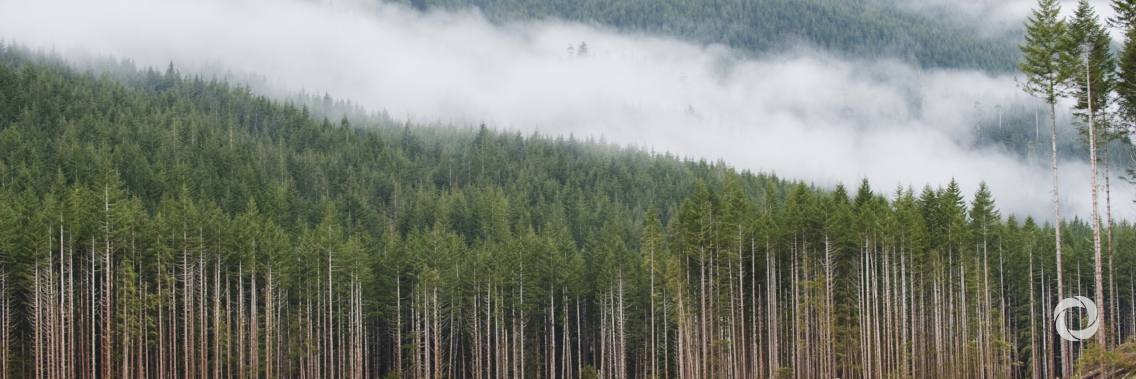 EU action to protect the world's forests - Council adopts conclusions EU action to protect the world's forests - Council adopts conclusions