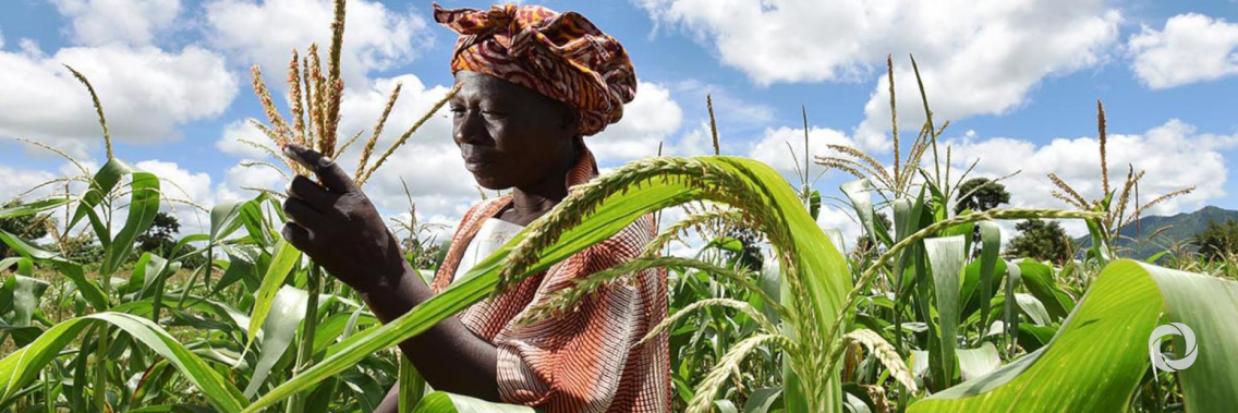 New investment to commercialize small-scale farming for 300,000 Malawians New investment to commercialize small-scale farming for 300,000 Malawians