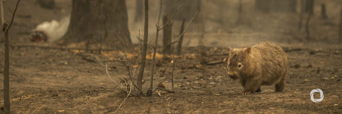 Biodiversity in grave danger: what can be done in 2020? Biodiversity in grave danger: what can be done in 2020?