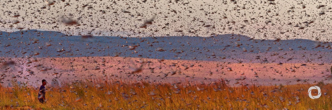FAO appeals for urgent support to fight worsening Desert Locust upsurge in the Horn of Africa FAO appeals for urgent support to fight worsening Desert Locust upsurge in the Horn of Africa