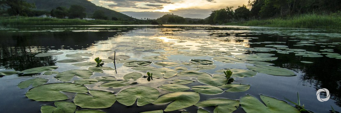 “Wetlands and Biodiversity” is the theme for World Wetlands Day 2020 “Wetlands and Biodiversity” is the theme for World Wetlands Day 2020